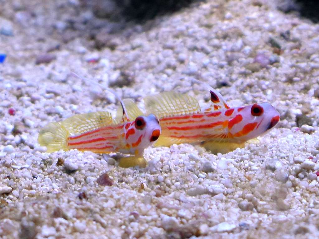Stonogobiops yasha - rot-weiße Fadengrundel, Paar