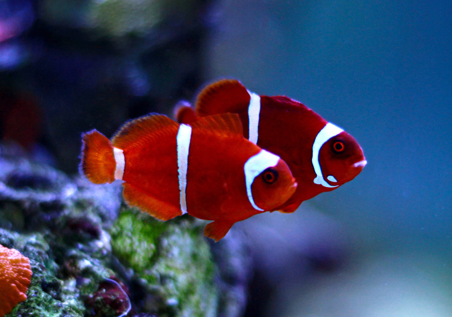 Samtanemonenfisch (Premnas epigrammata)