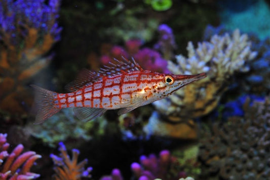 Oxycirrhites typus Langschnauzen Korallenwächter