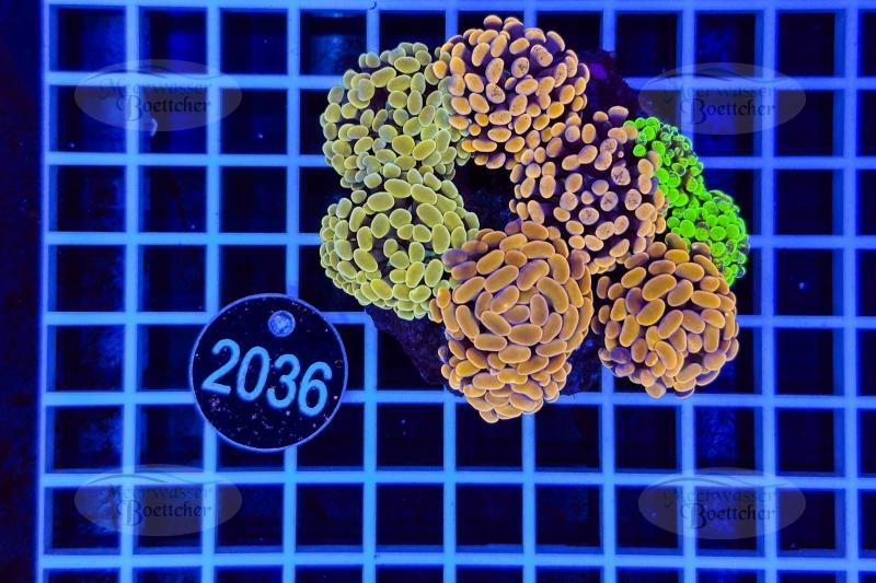 Euphyllia paraancora | LPS Koralle | WYSIWYG