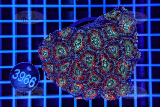 Acanthastrea lordhowensis | LPS Koralle | WYSIWYG