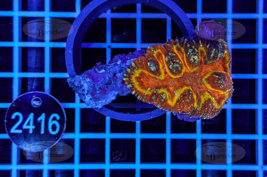 Symphyllia sp. | LPS Koralle | WYSIWYG