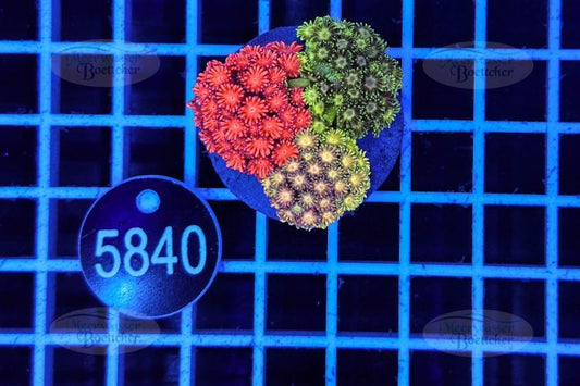 Goniopora Garden | LPS Mix | WYSIWYG