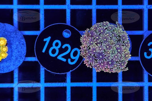 Goniopora | LPS Koralle | WYSIWYG