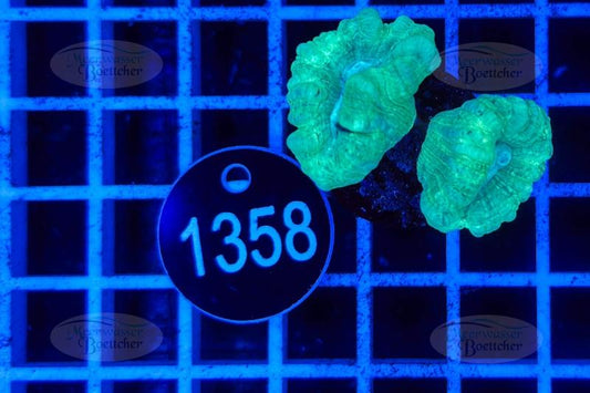 Caulastrea | LPS Koralle | WYSIWYG