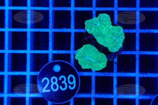 Caulastrea | LPS Koralle | WYSIWYG