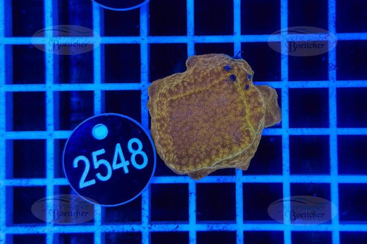 Montipora | SPS Koralle | WYSIWYG