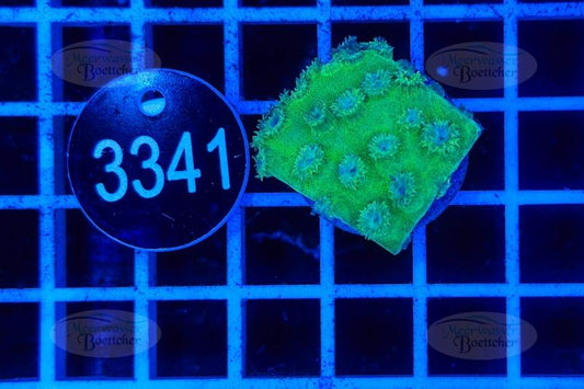 Turbinaria | LPS Koralle | WYSIWYG