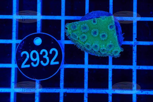 Turbinaria | LPS Koralle | WYSIWYG