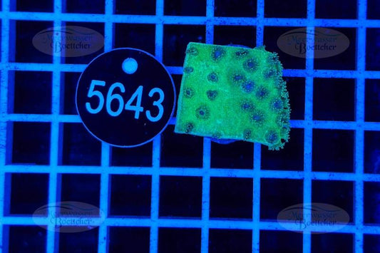 Turbinaria | LPS Koralle | WYSIWYG