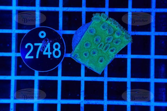 Turbinaria | LPS Koralle | WYSIWYG