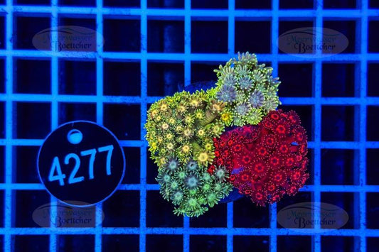 Goniopora Garden | LPS Mix | WYSIWYG