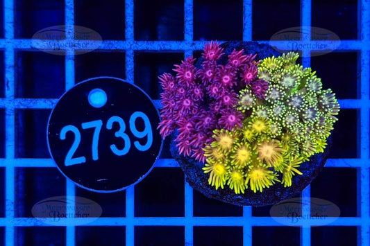 Goniopora Garden | LPS Mix | WYSIWYG