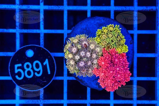 Goniopora Garden | LPS Mix | WYSIWYG