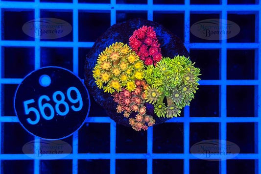 Goniopora Garden | LPS Mix | WYSIWYG