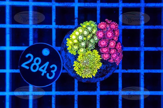 Goniopora Garden | LPS Mix | WYSIWYG