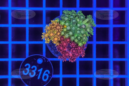 Goniopora Garden | LPS Mix | WYSIWYG