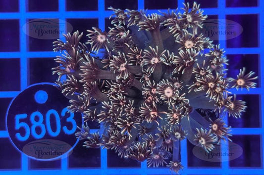 Goniopora | LPS Koralle | WYSIWYG