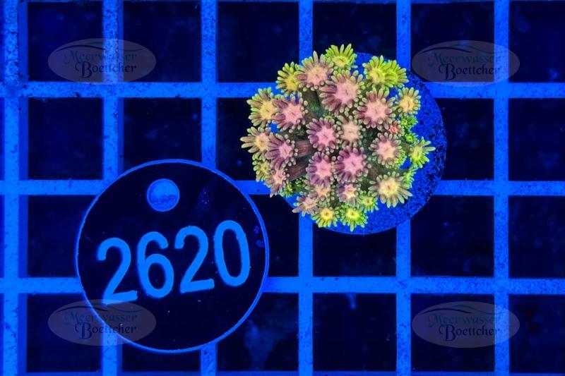 Goniopora Rainbow | LPS Koralle | WYSIWYG