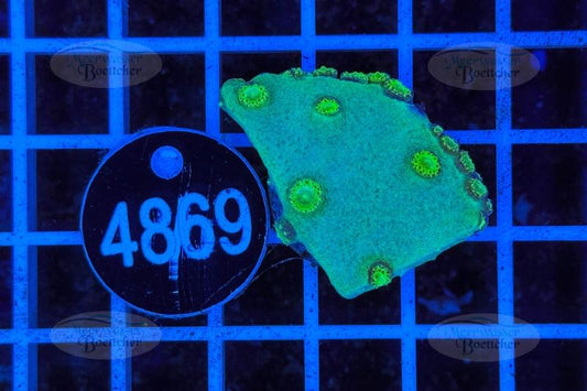 Turbinaria | LPS Koralle | WYSIWYG