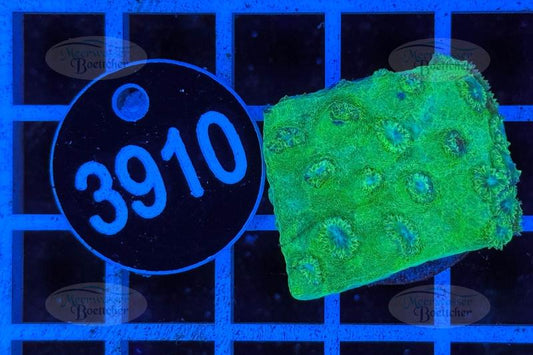 Turbinaria | LPS Koralle | WYSIWYG