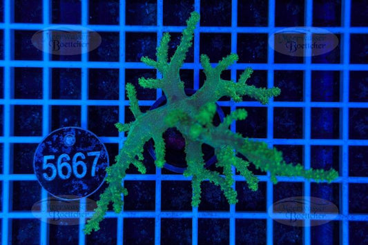 Sinularia | Weichkoralle | WYSIWYG