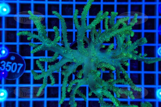 Sinularia | Weichkoralle | WYSIWYG