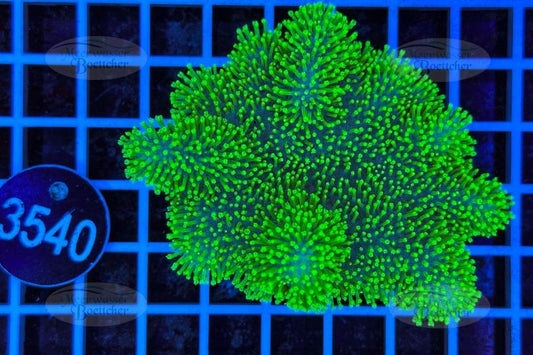 Sarcophyton | Weichkoralle | WYSIWYG