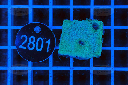 Turbinaria | LPS Koralle | WYSIWYG