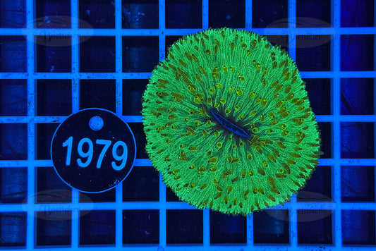 Fungia | LPS Koralle | WYSIWYG