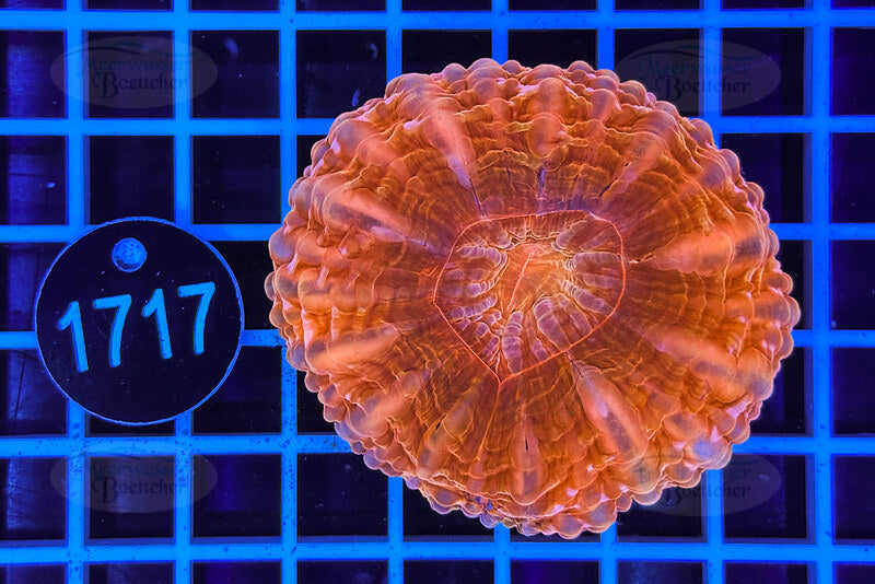 Cynarina lacrymalis | LPS Koralle | WYSIWYG