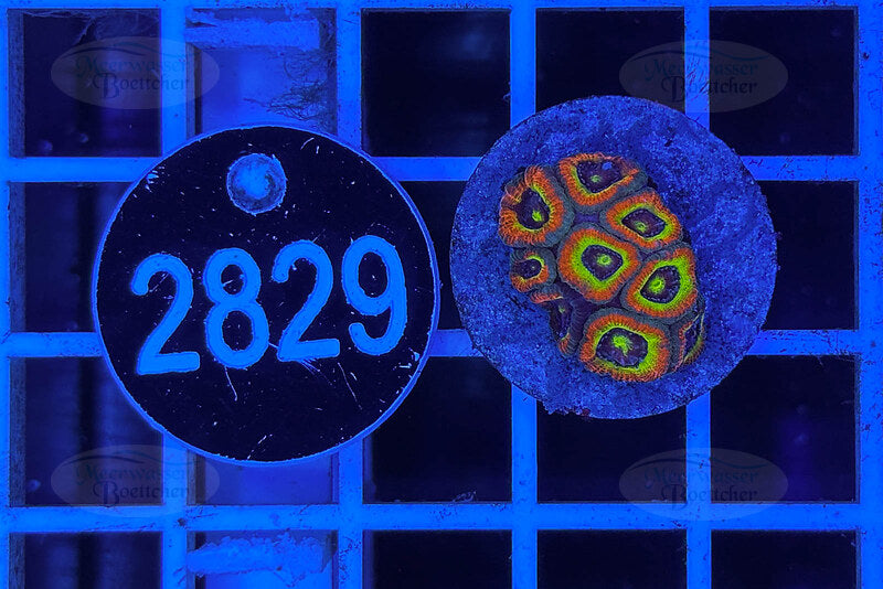 Micromussa Holy Grail | High-End LPS Koralle | WYSIWYG