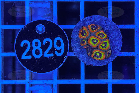 Micromussa Holy Grail | High-End LPS Koralle | WYSIWYG