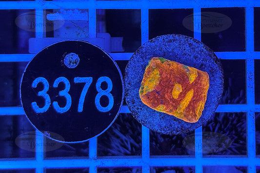 Chalice Ableger | LPS Koralle | WYSIWYG