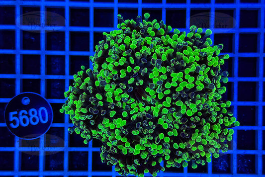 Euphyllia paraancora | LPS Koralle | WYSIWYG