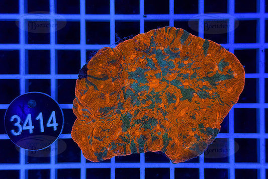 Echinophyllia Rainbow | LPS Koralle | WYSIWYG