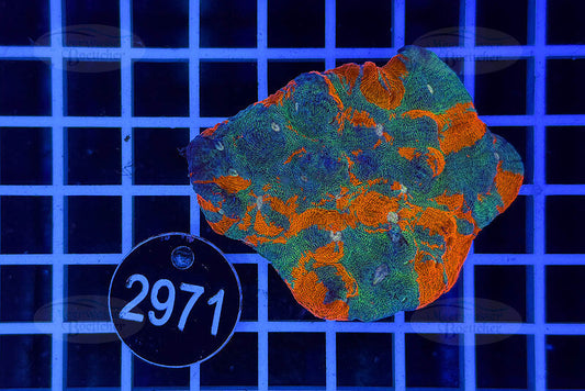 Echinophyllia sp. – Rainbow Morph | LPS Koralle | WYSIWYG