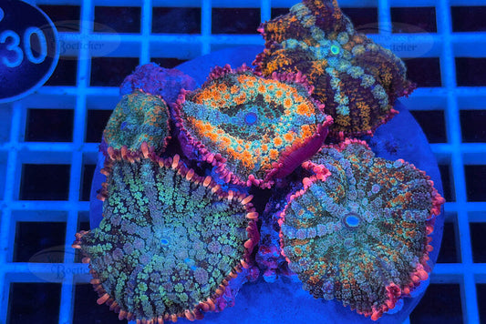 Rhodactis Frankenstein | Weichkoralle | WYSIWYG