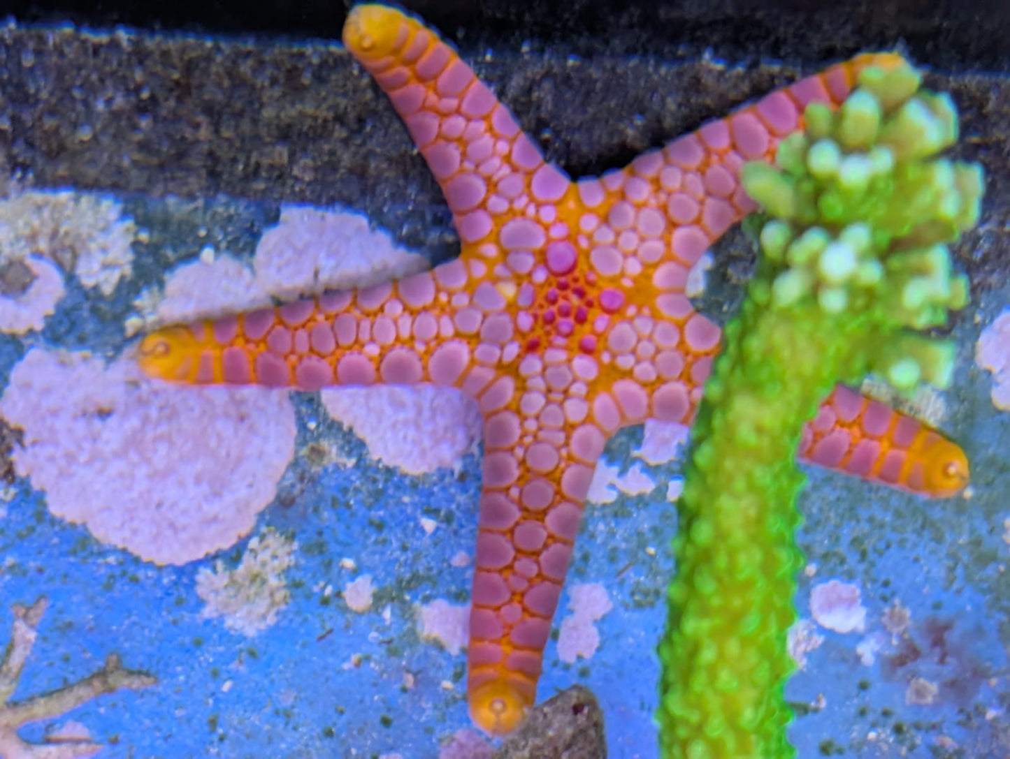 Fromia spec. Pink tip Seestern