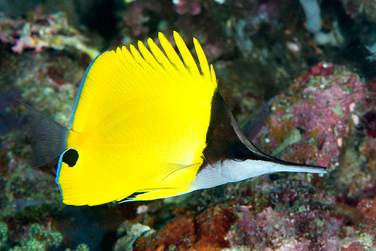 Forcipiger longirostris futterfest - Langmaul Pinzettenfisch - Medium - Futterfest