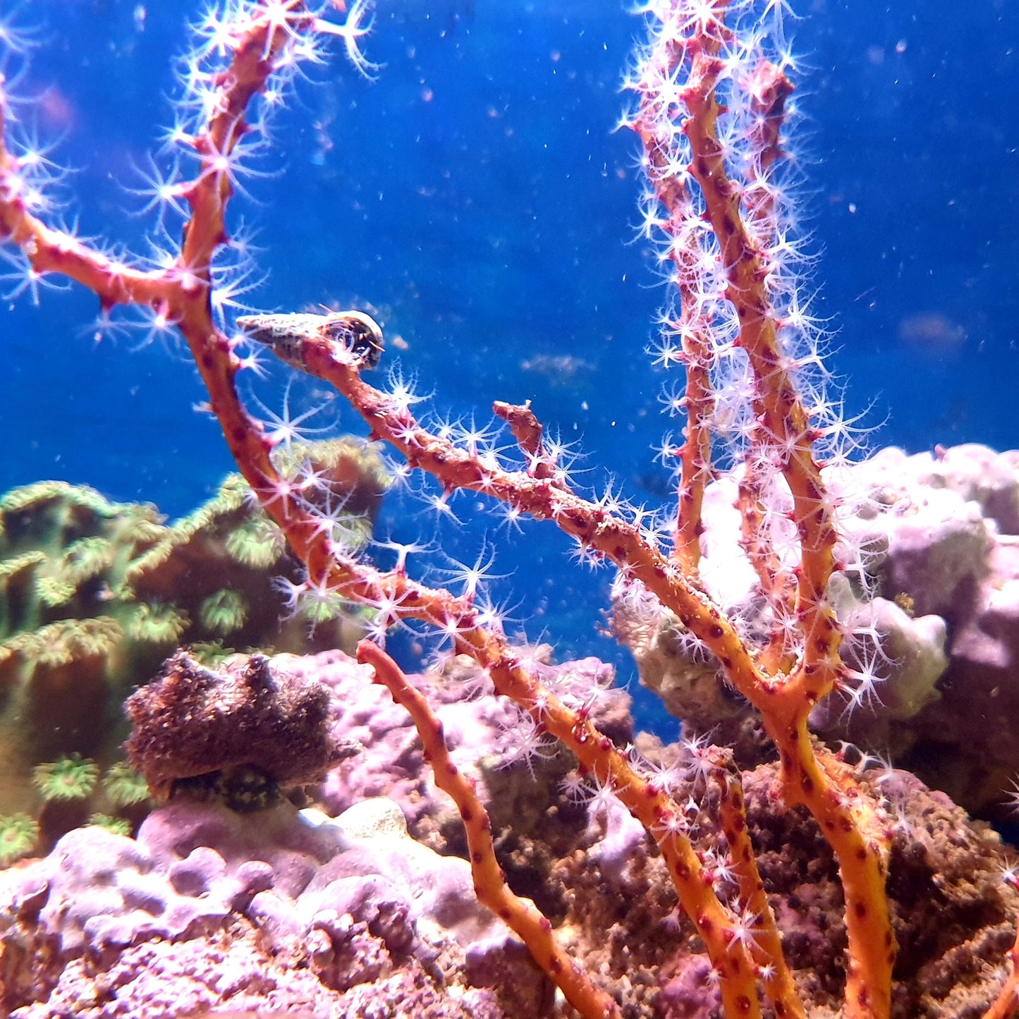Diodogorgia nodulifera - gelbe/rote Gorgonie