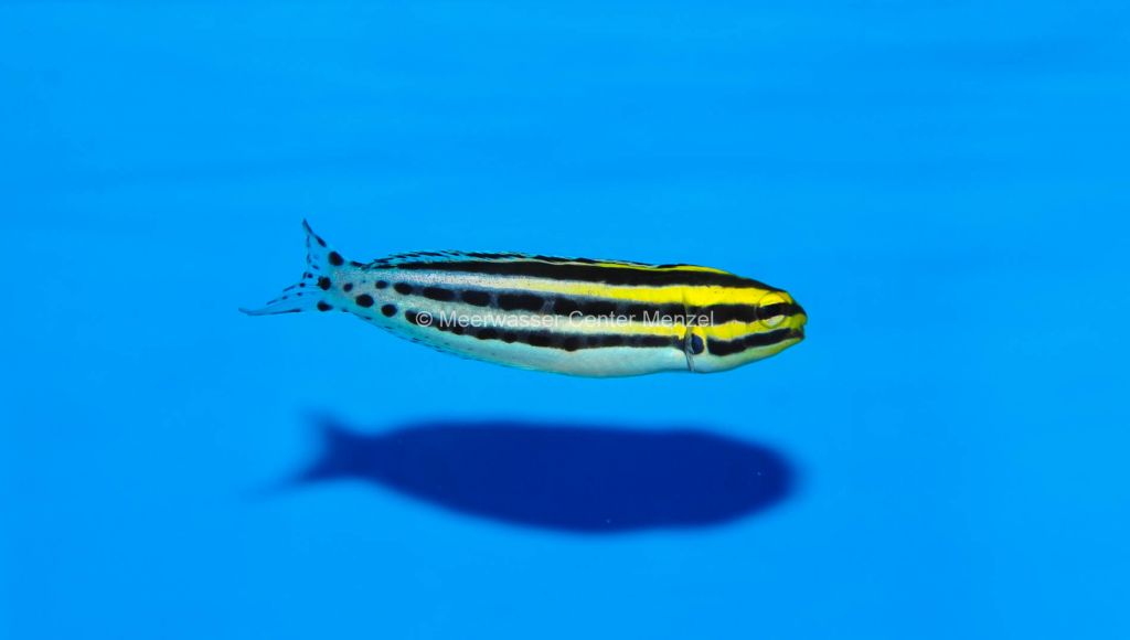 Meiacanthus grammistes Zebra-Schleimfisch