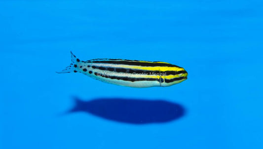 Meiacanthus grammistes Zebra-Schleimfisch