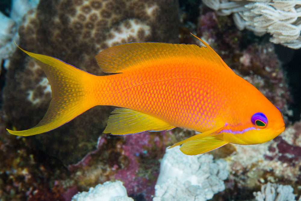 Pseudanthias squamipinnis 3-4cm