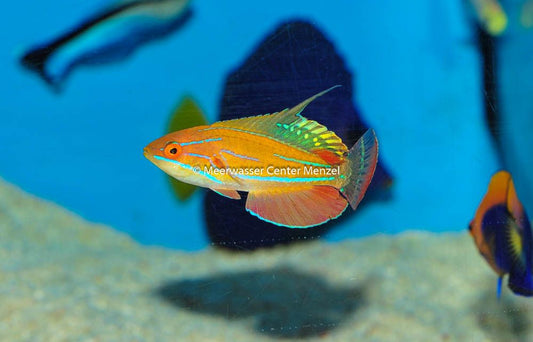 Paracheilinus mccoskeri - McCoskers Zwerglippfisch