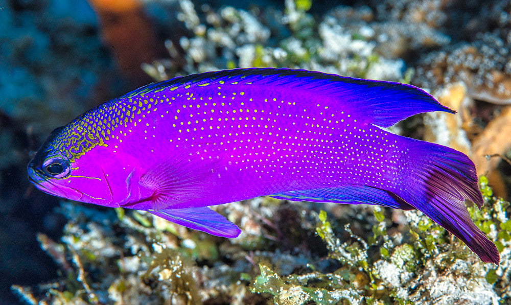 Gramma melacara – Schwarzkappen-Feenbarsch