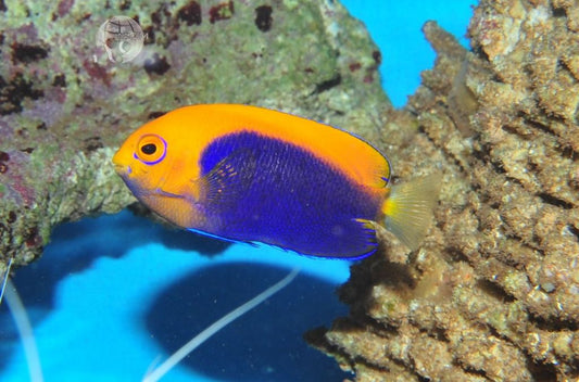 Centropyge acanthops – Orangerücken Zwergkaiserfisch