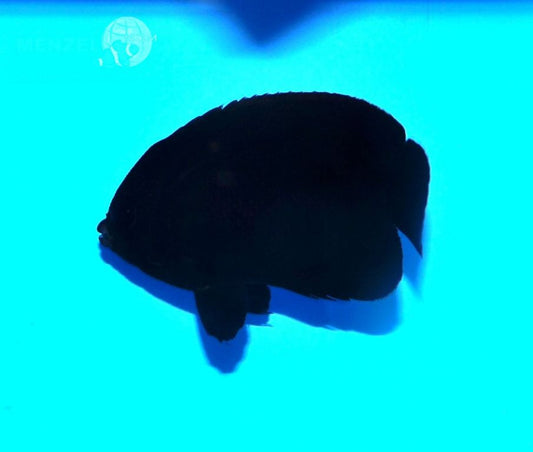 Centropyge nox - Mitternachts Zwergkaiserfisch