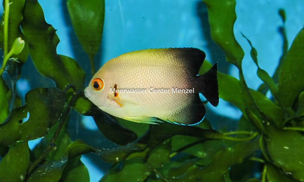 Centropyge vrolikii Perlschuppen Zwergkaiser
