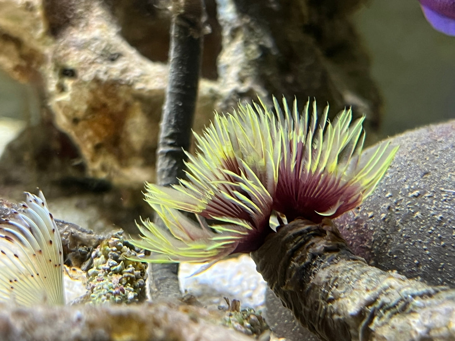 Sabellastarte spec.
Lila/gelber Schraubenröhrenwurm